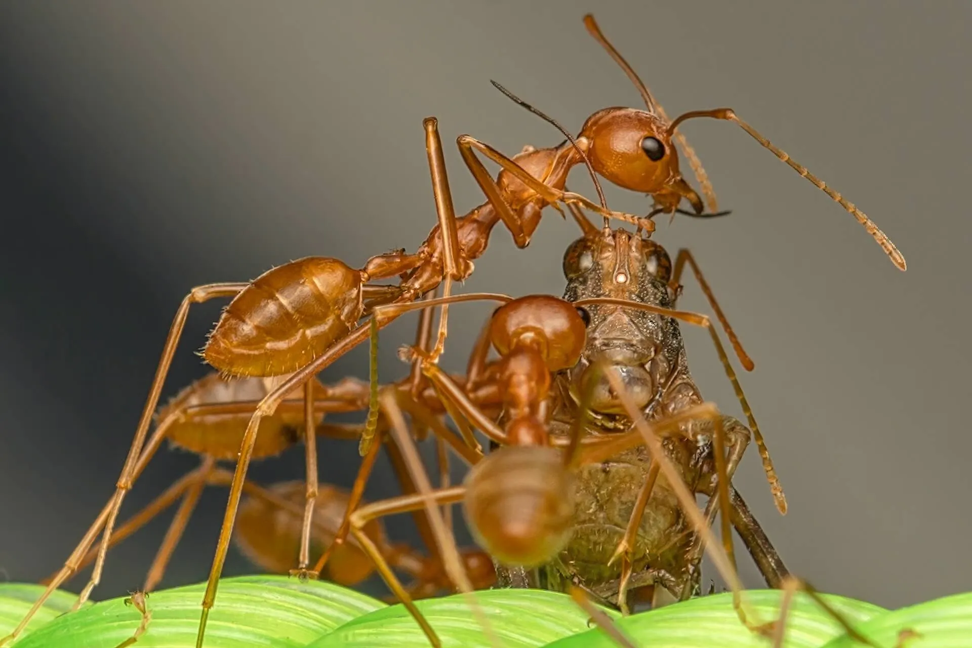 Ants Control Services