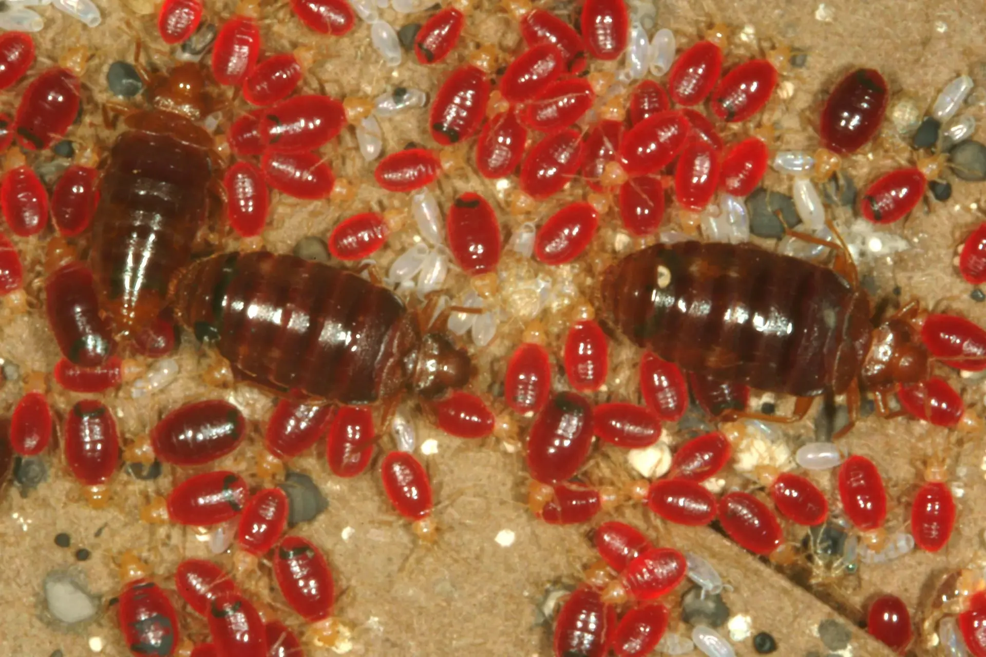 Bed Bug Control Services