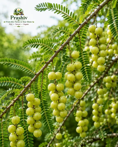 Fresh Amla