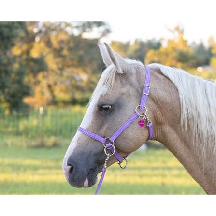Horse Halter