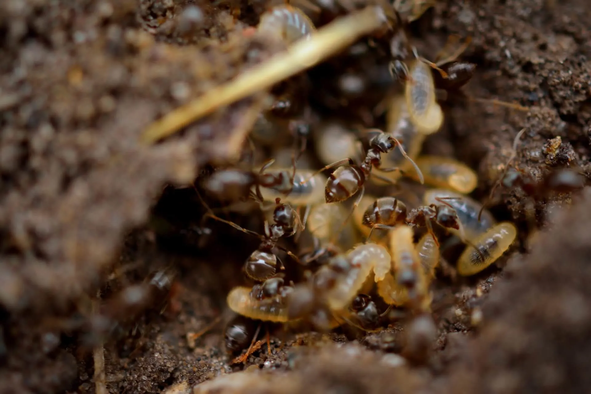 Termite Control